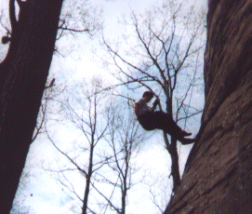 Abseiling which is a fancy word for rapelling which is in turn a fancy word for i'm going to try to slide down this rope without busting my butt!